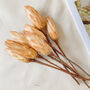 Dried Protea Natural Stem Gift Box, thumbnail 4 of 5