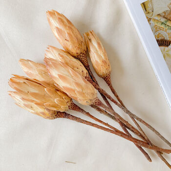 Dried Protea Natural Stem Gift Box, 4 of 5