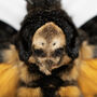 Death's Head Hawk Moth Glass Bell Jar, thumbnail 2 of 4