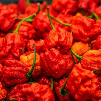 Chilli Plants 'Carolina Reaper' Plug Plant Packs, 3 of 9