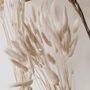 White Bunny Tail Dried Flowers 20 Stems 65cm, thumbnail 4 of 8