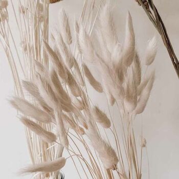 White Bunny Tail Dried Flowers 20 Stems 65cm, 4 of 8