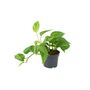 Golden Pothos In 12cm Pot – Easy Care Air Purifying Houseplant, thumbnail 5 of 7