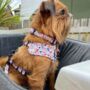 Dog Harness Puppy Harness In Orange And Blue Terrazzo, thumbnail 8 of 9
