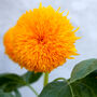Gardening Gift. Grow Your Own Teddy Bear Sunflower Kit, thumbnail 3 of 5