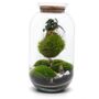 Diy Kokedama Terrarium Kit H: 42 Cm | 'Chamonix', thumbnail 2 of 12