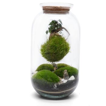 Diy Kokedama Terrarium Kit H: 42 Cm | 'Chamonix', 2 of 12