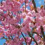 Japanese Cherry Kanzan Fruit Tree Two X 15 L Pots, thumbnail 4 of 5