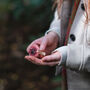 Guided Woodland Nature Walk For One In The South Downs, thumbnail 8 of 9