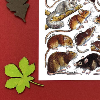 Small Mammals Of Britain Watercolour Postcard, 7 of 8