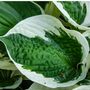 Hosta Plant 'Patriot' Two X Full Plants In Two Litre Pots, thumbnail 4 of 5