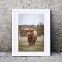 Highland Cow Photography Print Two, thumbnail 2 of 2