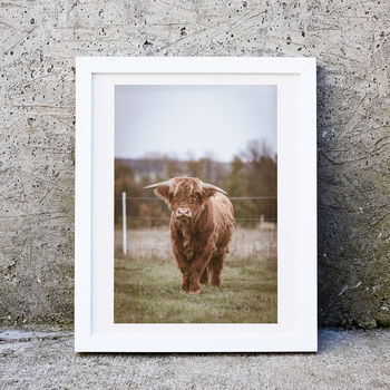 Highland Cow Photography Print Two, 2 of 2
