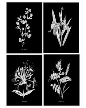Framed Vintage Botanical Art Prints: Set Of Four, 2 of 7