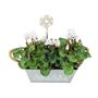 White Cyclamen Christmas Trough Festive Outdoor Planter Gift, thumbnail 2 of 3