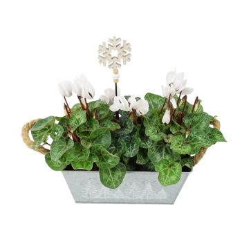 White Cyclamen Christmas Trough Festive Outdoor Planter Gift, 2 of 3