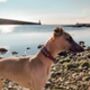 Biothane® Waterproof Sighthound Collar, thumbnail 9 of 11