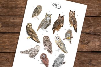 Types Of Owls Poster, 3 of 5