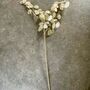 Clear Honesty Spray, thumbnail 4 of 4