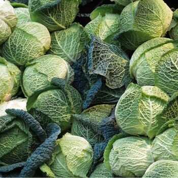 Vegetable Plants Cabbage 'Savoy' 12 X Plant Pack, 6 of 8