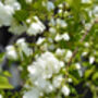 Philadelphus 'Virginal', One X Plant In A Two Litre Pot, thumbnail 3 of 3
