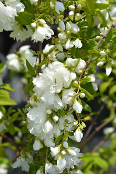 Philadelphus 'Virginal', One X Plant In A Two Litre Pot, 3 of 3