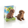 Tilly The Milk Chocolate Labrador, thumbnail 1 of 2
