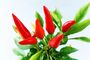 Chilli Plants, 'Super Fresno', thumbnail 1 of 10