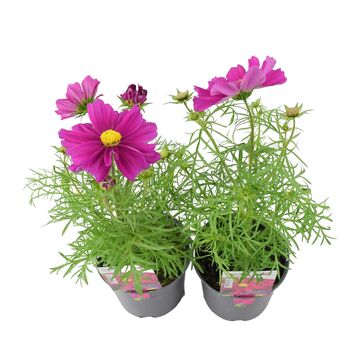 Cosmos Violet Plants X2 British Grown Summer Flowers, 3 of 3