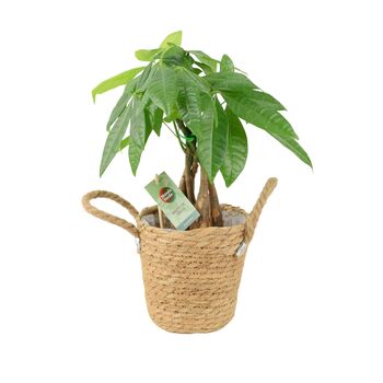 Pachira Money Tree With Braided Trunk – 12cm Pot, 2 of 12