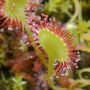 Grow Your Own Carnivorous Houseplant Indoor Garden, thumbnail 6 of 7