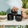 Totem Black Cement Planter With A Succulent Or Cactus, thumbnail 4 of 5