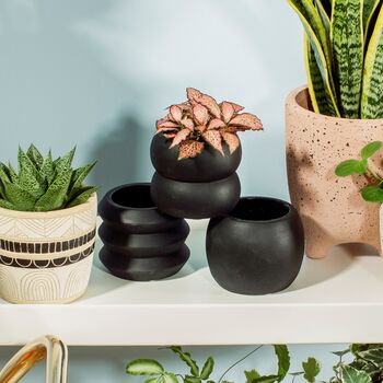 Totem Black Cement Planter With A Succulent Or Cactus, 4 of 5