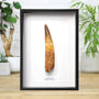 Xxl Spinosaurus Tooth Box Frame Real Authentic Jurassic Dinosaur Fossil Museum Quality Natural History Interior Design Home Decor Gift Ornament, thumbnail 1 of 5