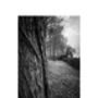 Tree Bark Landscape Photographic Art Print, thumbnail 3 of 4