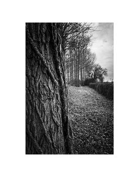 Tree Bark Landscape Photographic Art Print, 3 of 4