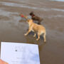 Dates With My Dog, thumbnail 4 of 9