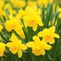 Spring Bulbs Daffodil 'Dutch Master' Bulb Pack, thumbnail 2 of 5