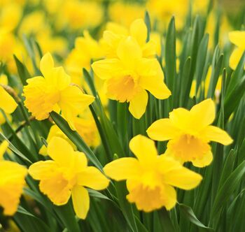 Spring Bulbs Daffodil 'Dutch Master' Bulb Pack, 2 of 5