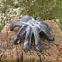 Set Of Three Cast Iron Tarantulas, thumbnail 7 of 7