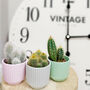 Set Of Three Small Cactus In Pot Pick Your Colour Pots, thumbnail 1 of 9