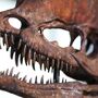 Dilophosaurus 3D Replica Dinosaur Skull Model, thumbnail 2 of 4