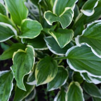 Hosta 'Fragrant Bouquet' One X One Litre Pot, 2 of 4