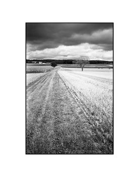 Crop Field, Couziers Photographic Art Print, 3 of 4