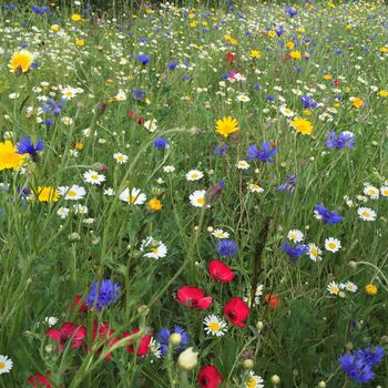 Wildflower Seed Packs For Pollinators And Garden Wildlife. Choose From Seven Varieties, 11 of 12