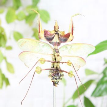 Giant Devil's Flower Mantis Insect Bug Moth Butterfly Bell Jar Entomology Taxidermy Interior Design Home Decor Cloche Modern Display Gift Ornament, 2 of 4