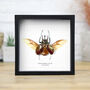 Atlas Beetle Insect Bug Moth Box Frame Entomology Taxidermy Interior Design Modern Home Decor Wall Hanging Display Gift Ornament 6x6, thumbnail 1 of 3