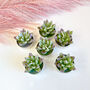 Agave Succulent Tealight Candle Gift Set, thumbnail 8 of 9