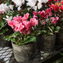 Cyclamen Winfall Mix Three X 10.5cm Pots, thumbnail 1 of 6