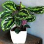 Calathea 'Medallion' Houseplant, thumbnail 1 of 5